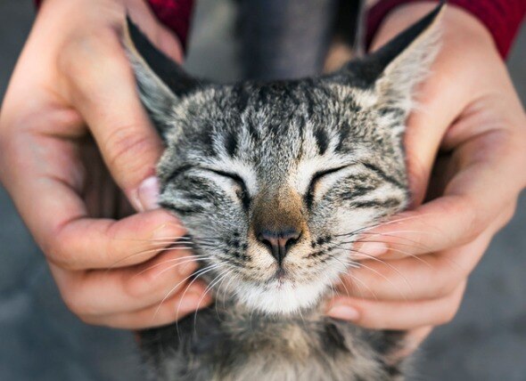 Top 9 Tips for Keeping Your Cat's Teeth Clean | PetMD