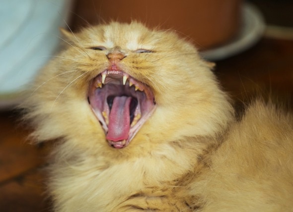 Teeth Misalignment in Cats