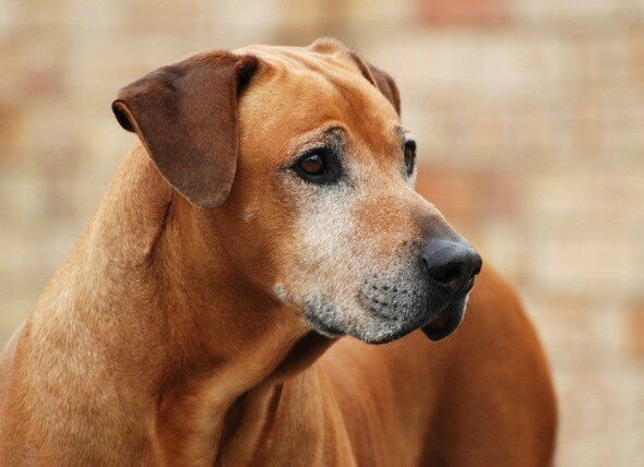 Testicular Tumor (Sertoli Cell) in Dogs