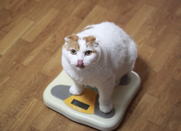 Can Smart Technology Help With Cat Weight Loss?