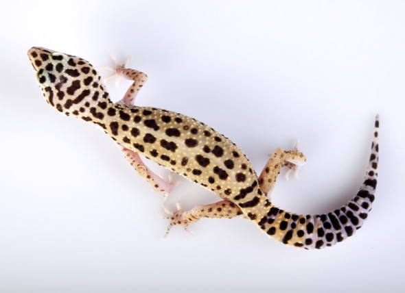 Stick Tail Disease in Leopard Geckos