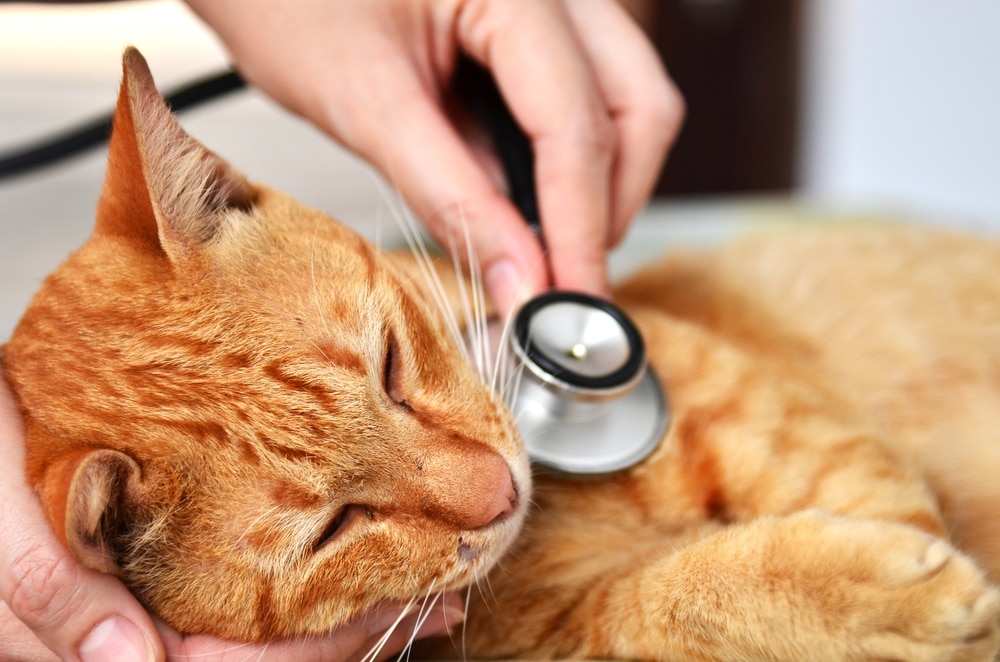 Throat Cancer (Chondrosarcoma) in Cats