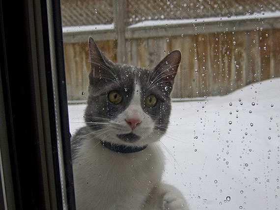 How cold is too cold for our pets?
