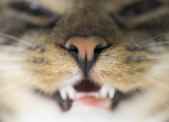 Tooth Dislocation or Sudden Loss in Cats