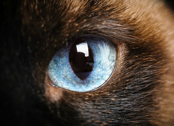 Tumor of the Eye in Cats