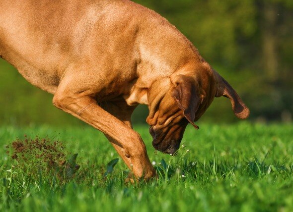 Unruly Behaviors in Dogs