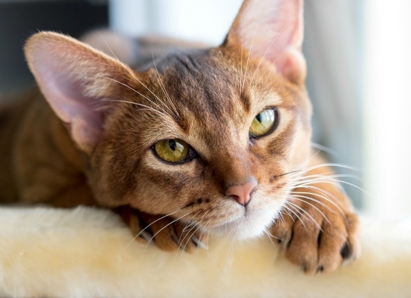 Upper Respiratory Infection (Chlamydia) in Cats