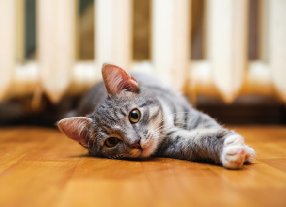How to Prevent Urinary Blockage in Cats