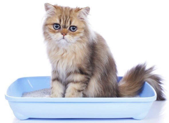 Urinary Tract Obstruction in Cats