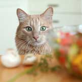 Can Cats be Vegetarians?