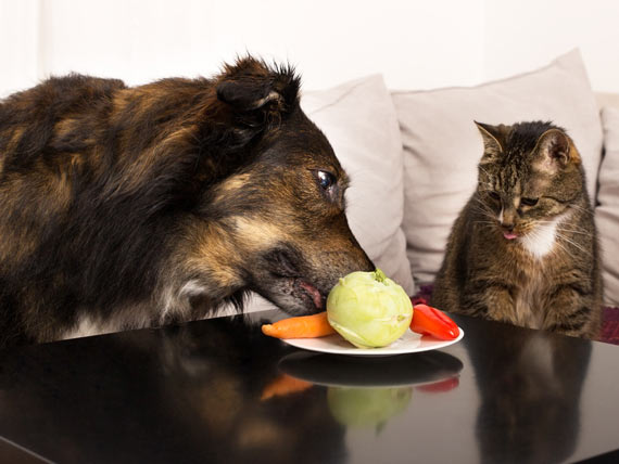 More Evidence That Dogs Can Be Vegetarians… And Cats Can’t