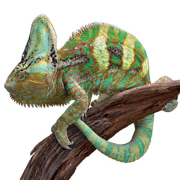 Veiled Chameleon - Chameleo calyptratus calyptratus Reptile Breed