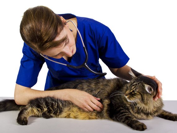 Salmonella Infection in Cats