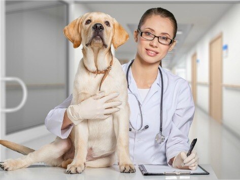 Dog Health: What Tests Your Vet Should Run and When
