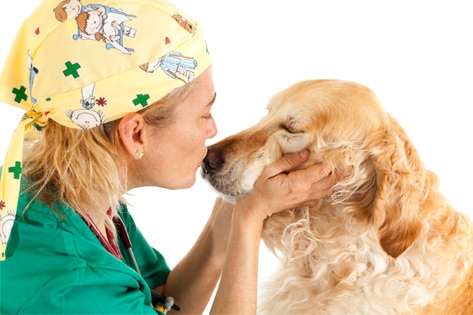 5 Senior Dog Diseases You Need to Know
