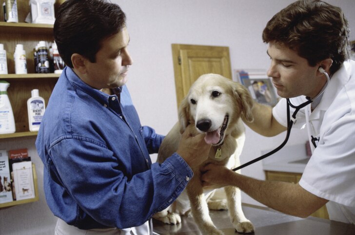 Brain Tumor (Astrocytoma) in Dogs