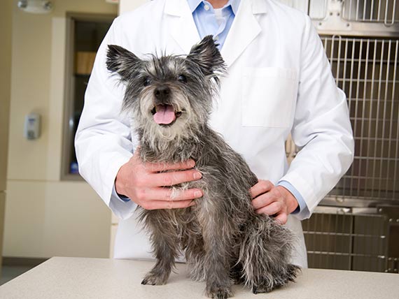 When to Get a Second Opinion from a Veterinarian