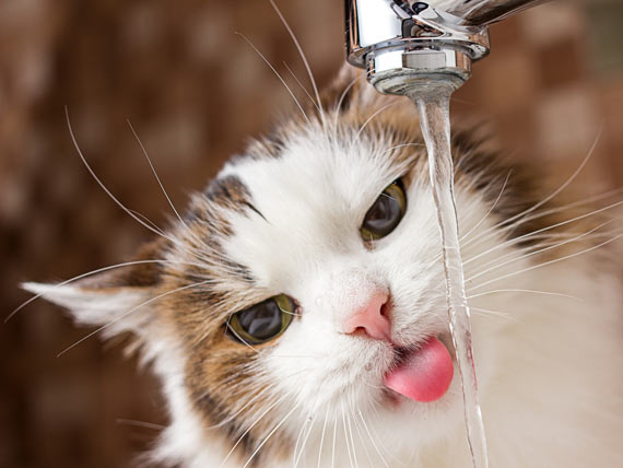 The Importance of Water for Cats