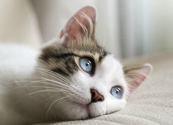 Watery Eyes in Cats