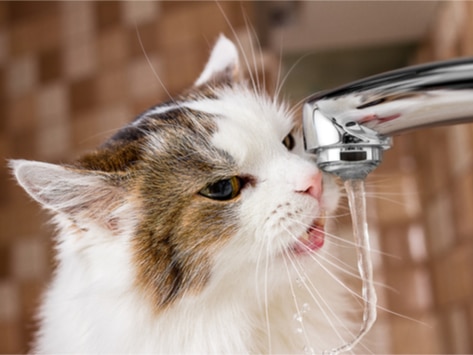 Pet Myths: Do Cats Really Hate Water?