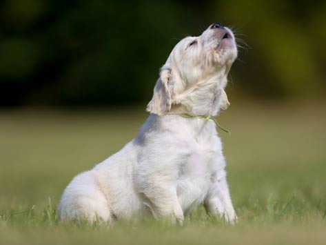 Why Do Dogs Howl?
