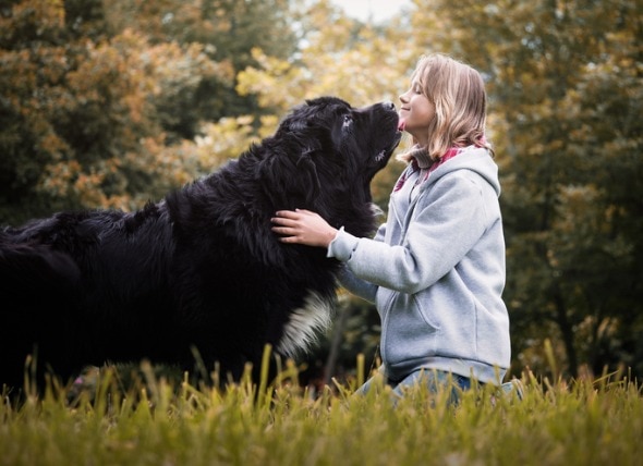 How to Keep Large Dogs Healthy at Every Life Stage