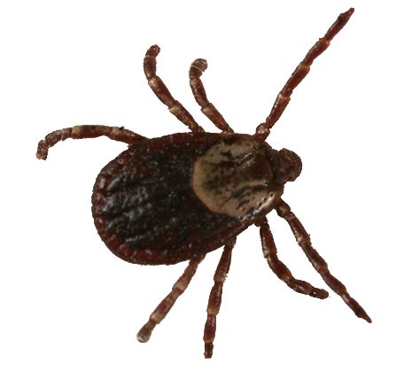 About the Wood Tick
