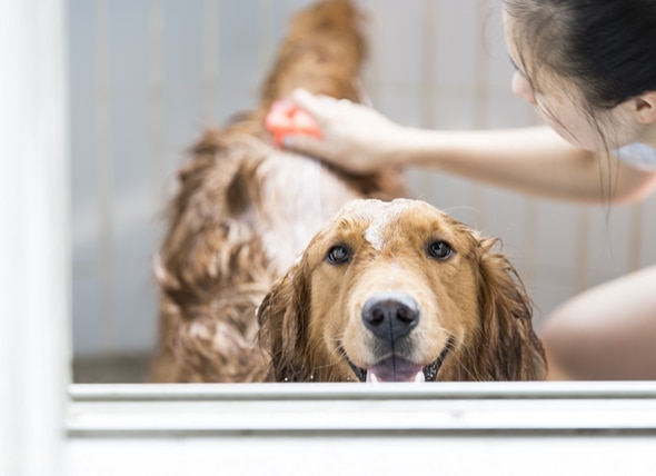 Year-Round Coat Care for Pets: What You Should Know