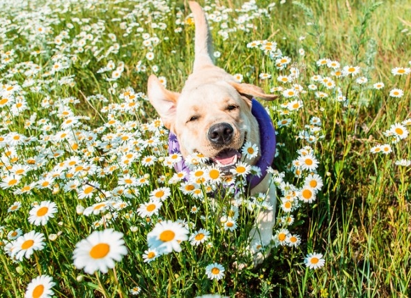 4 Botanicals That Are Natural Anti-Inflammatories for Dogs