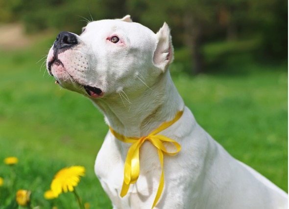 What Does a Yellow Ribbon on a Dog Mean?