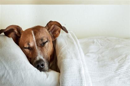 Decoding Your Dog's Sleeping Habits | PetMD